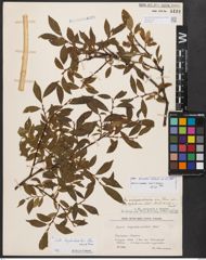 Salix bicolor Ehrh. ex Willd.